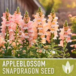 Snapdragon, Appleblossom Seeds - 100 Heirloom Flower Seeds, Fairy Garden, Cottage Garden, Cut Flowers, Annual, Antirrhinum Majus, Non-GMO