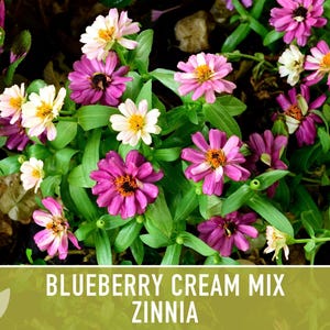 Blueberry Cream Zinnia Seeds | 100+ Seeds, Heirloom Flower Mix, Butterfly Garden, Bouquets imagem 5