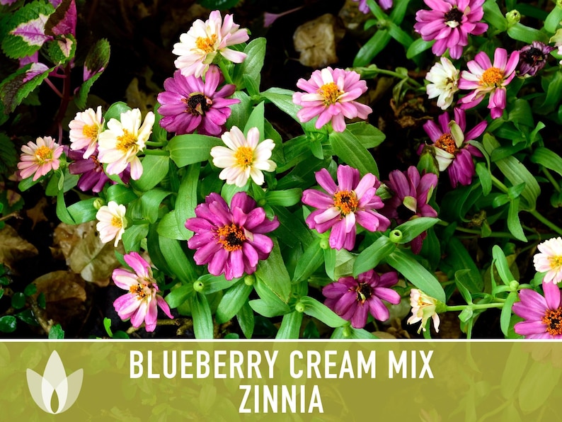 Blueberry Cream Zinnia Seeds | 100+ Seeds, Heirloom Flower Mix, Butterfly Garden, Bouquets imagem 5