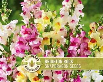 Brighton Rock Snapdragon Seeds | 100+ Seeds, Heirloom, Pastel Bi-colored Marbled, Cottage, Antirrhinum majus