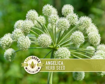 Semillas de angélica / Más de 50 semillas, medicinales, culinarias, atraen insectos beneficiosos / Angelica archangelica