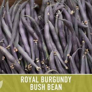 Royal Burgundy Bush Bean Heirloom Seeds Bild 7