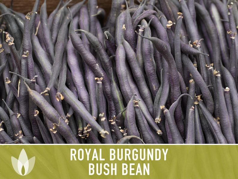 Royal Burgundy Bush Bean Heirloom Seeds Bild 7