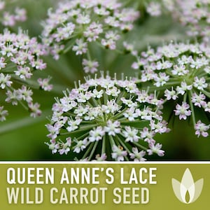 Queen Anne's Lace Seeds – Heirloom Wild Carrot, Pollinator Friendly immagine 4