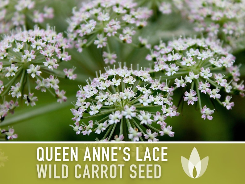 Queen Anne's Lace Seeds – Heirloom Wild Carrot, Pollinator Friendly immagine 4
