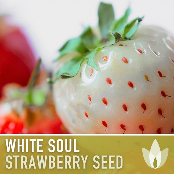 Strawberry, White Soul Seeds - Heirloom Seeds, Wild Strawberry, White Berries, Fragaria Vesca, Open Pollinated, Non-GMO