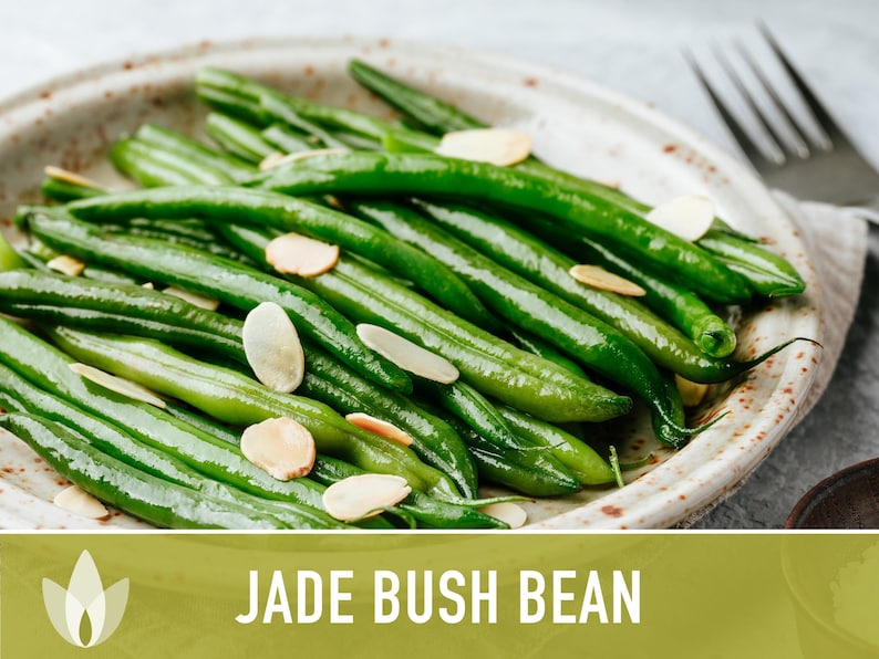 Jade Bush Bean Heirloom Seeds Non-GMO, Open Pollinated, Untreated image 4