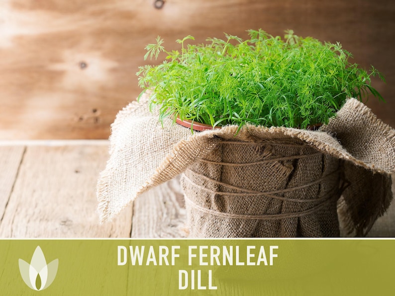 Dwarf Fernleaf Dill Seeds | 40+ Seeds, Heirloom, Culinary & Medicinal Herb, Butterfly Host | Anethum graveolens image 10