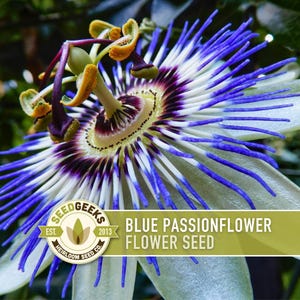 Blue Passionflower Seeds | 20+ Seeds, Heirloom, Non-GMO, Vining Flower, Fragrant, Medicinal, Passiflora caerulea image 1