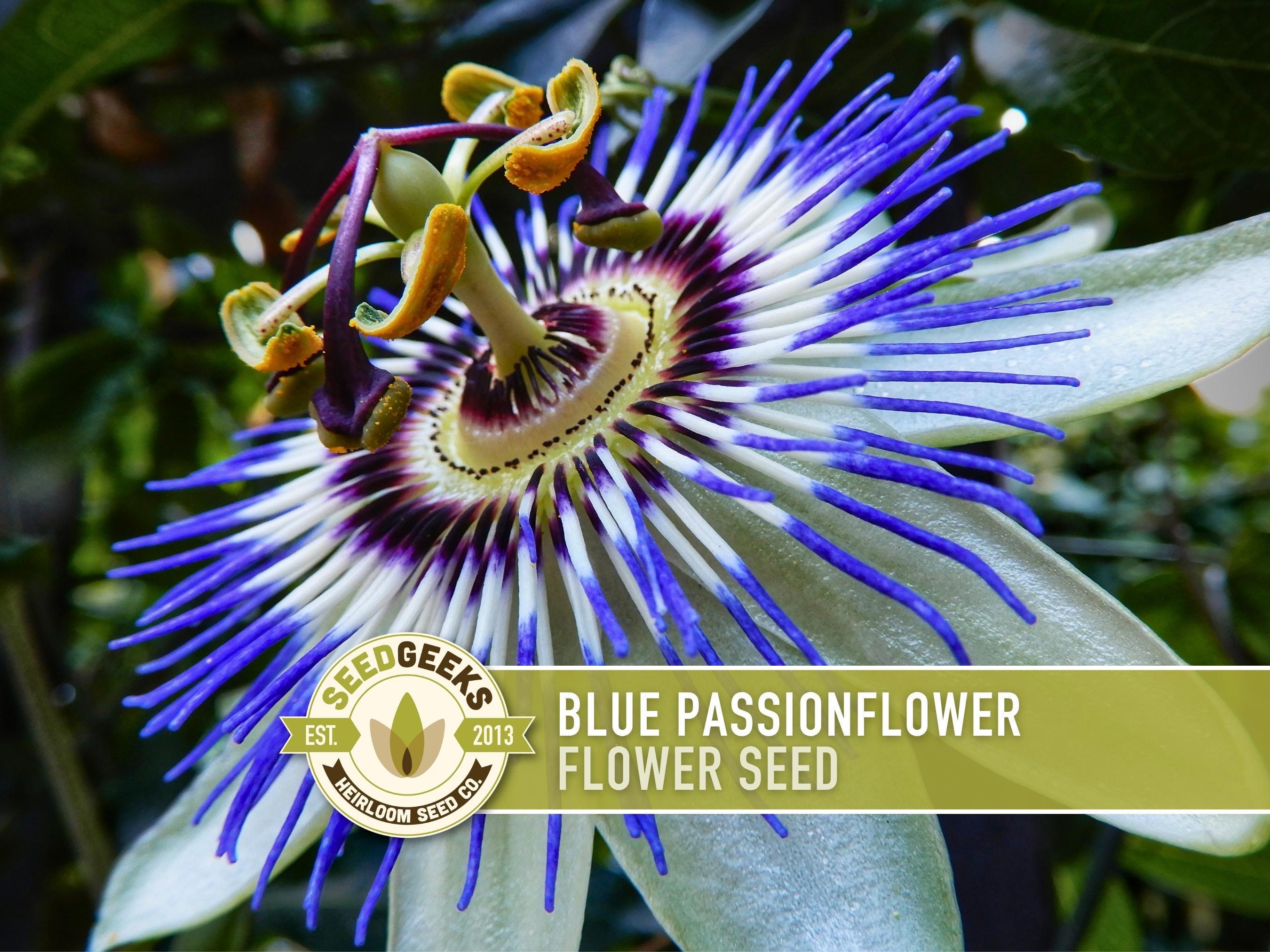 Blue Passionflower Seeds | 20+ Seeds, Heirloom, Non-gmo, Vining Flower,  Fragrant, Medicinal, Passiflora Caerulea - Etsy