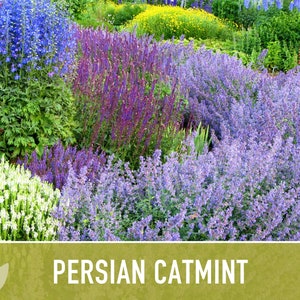 thumbnail image 2 of Catnip Seeds & More – Heirloom Varieties | Seed Therapy 2 of 10