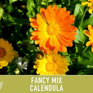 Calendula Fancy Mix Seed | 50+ Seeds, Heirloom Flower, Non-GMO, Cool-Weather Annual, Calendula officinalis image 10