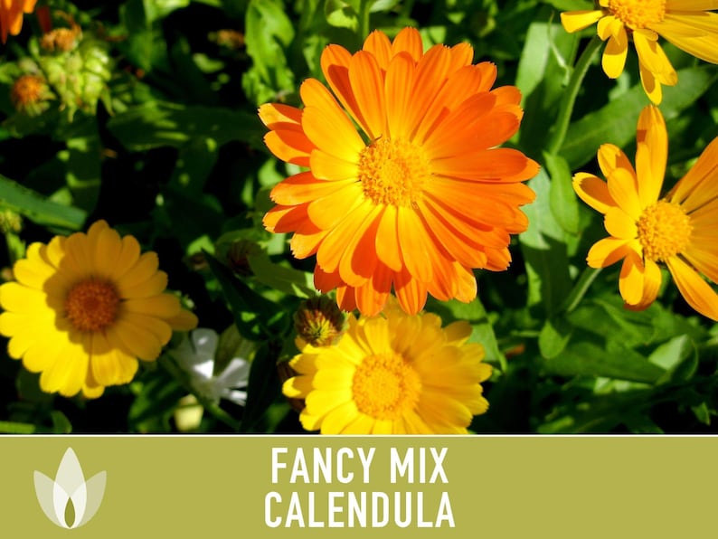 Calendula Fancy Mix Seed | 50+ Seeds, Heirloom Flower, Non-GMO, Cool-Weather Annual, Calendula officinalis image 10