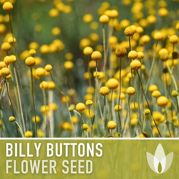 Billy Buttons (Drumsticks) Flower Seeds - Heirloom Seeds, Craspedia Globosa, Drumstick Flower, Cut Flowers, Open Pollinated, Non-GMO