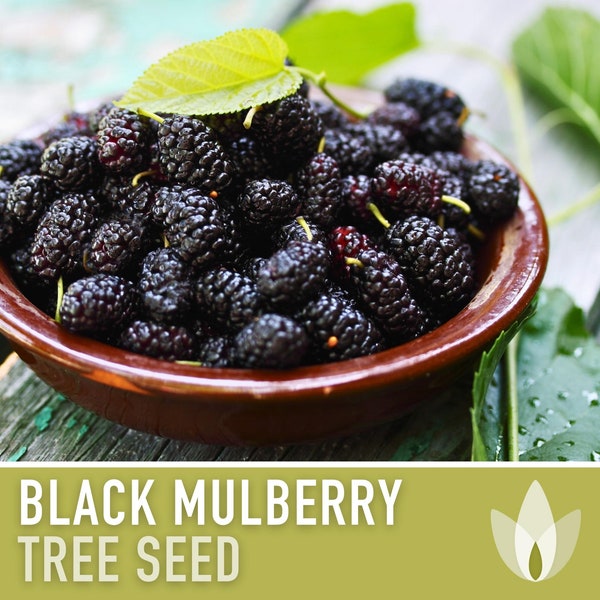 Black Mulberry Seeds - Heirloom Seeds, Dark & Sweet Fruit, Sacred Medicinal Tree, Morus Nigra, Open Pollinated, Non-GMO