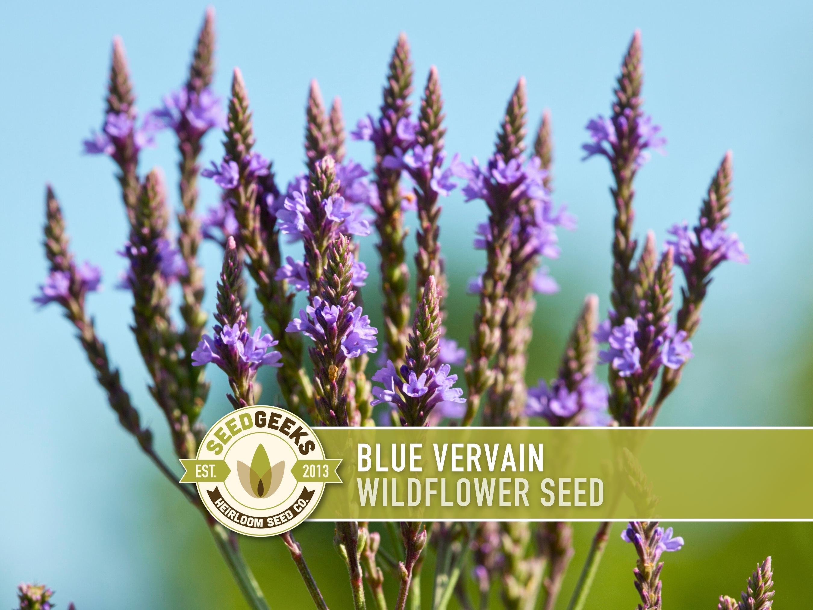 Blue Vervain Seeds, Heirloom Medicinal Herb, Native Wildflower (100 Seeds)