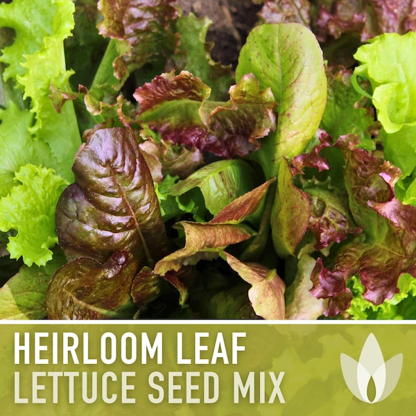 Heirloom Leaf Lettuce Mix Heirloom Seeds - Black-Seeded Simpson, Lollo Rossa, Red Romaine, Oak Leaf, Parris Island, Non GMO