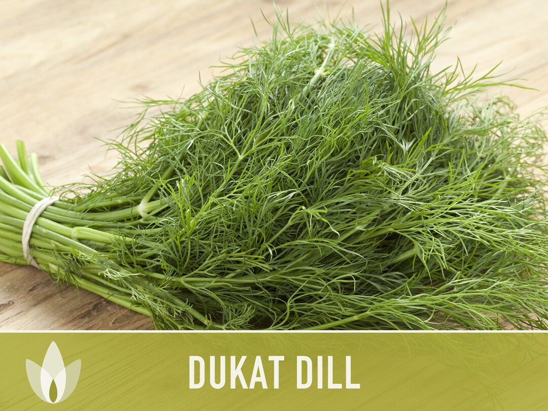 Dukat Dill Heirloom Seeds Pickling Spice Scandinavian Dill Etsy