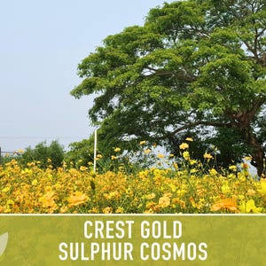 Sulphur Cosmos Seeds, Crest Gold, Pollinator Friendly (Non-GMO) image 6