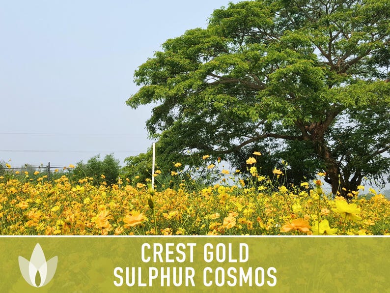Sulphur Cosmos Seeds, Crest Gold, Pollinator Friendly (Non-GMO) image 6
