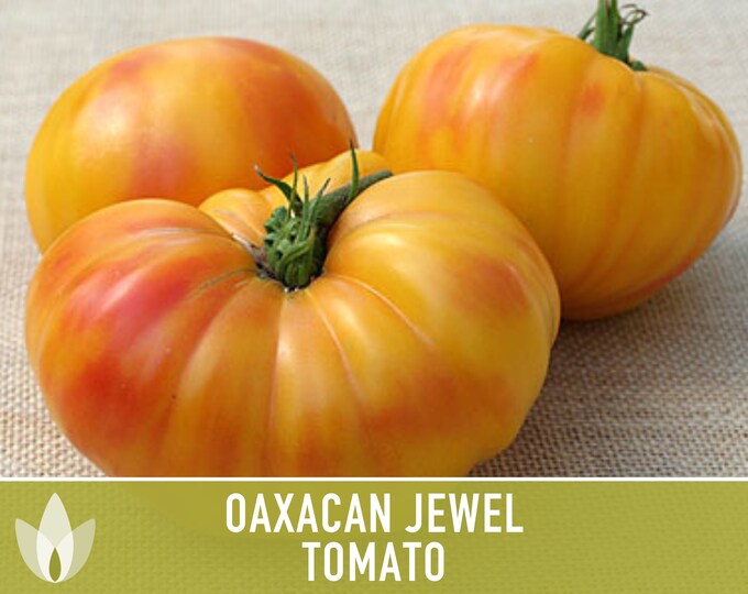 Oaxacan Jewel Tomato Heirloom Seeds Etsy