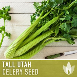 Tall Utah Celery Seeds - Heirloom, Open Pollinated, Non-GMO