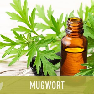 Mugwort Organic Medicinal Herb Seeds, Artemisia Vulgaris, Heirloom, Non-GMO image 9
