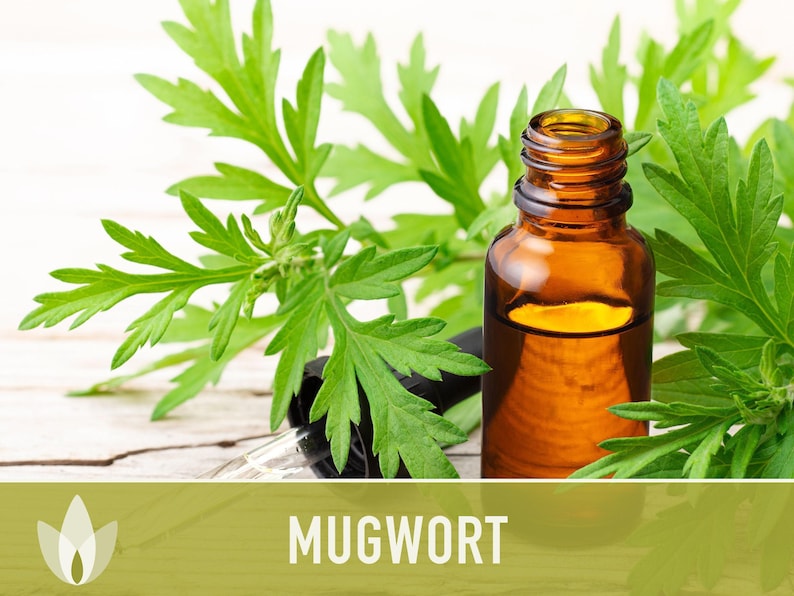 Mugwort Organic Medicinal Herb Seeds, Artemisia Vulgaris, Heirloom, Non-GMO image 9