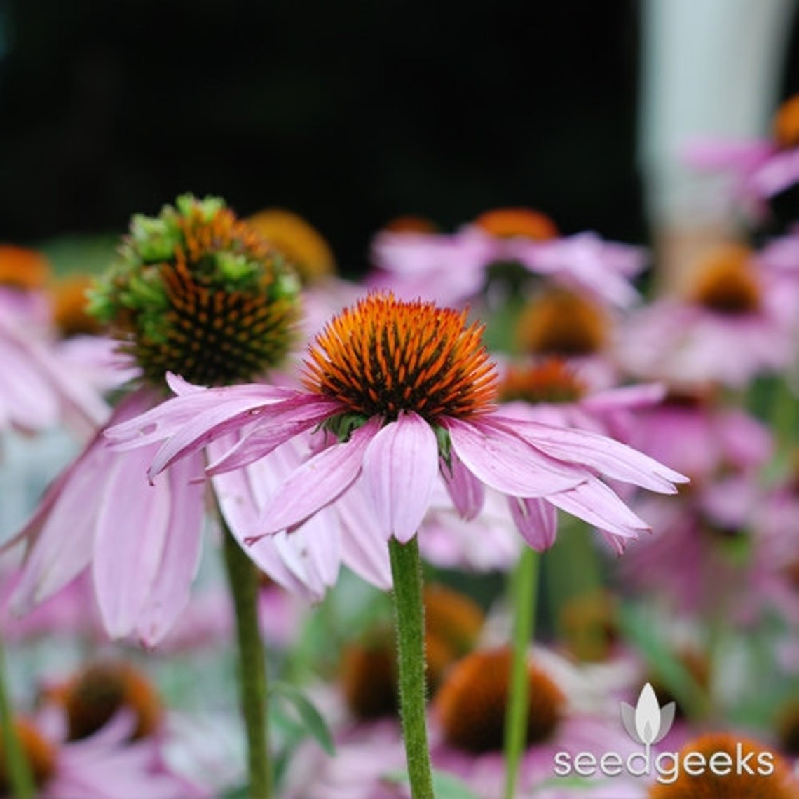 Purple coneflower seeds for sale helperdop