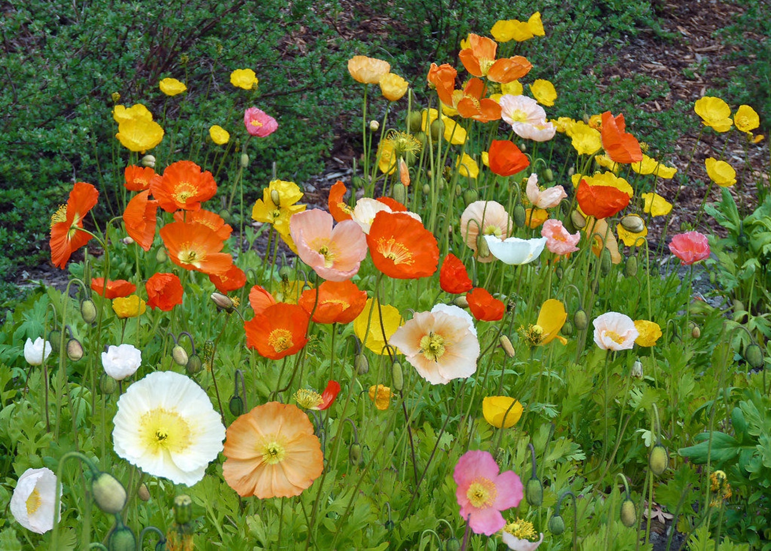 Poppy Iceland Mix
