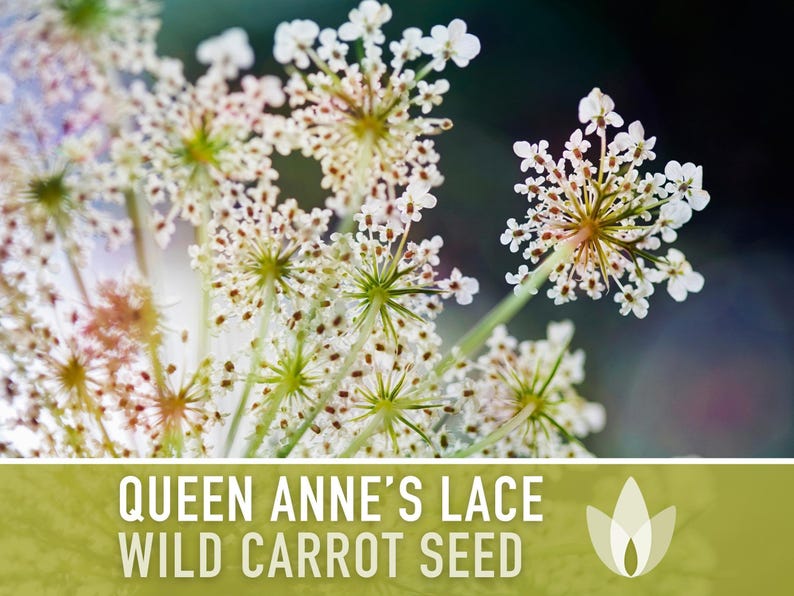 Queen Anne's Lace Seeds – Heirloom Wild Carrot, Pollinator Friendly immagine 5