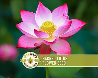 Sacred Lotus Seeds | 5 Seeds, Pink Bonsai Flowers for Water Gardens, Medicinal & Edible, Nelumbo nucifera