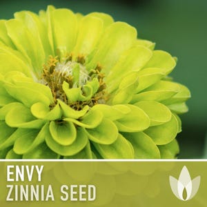 Envy Lime Green Zinnia Seed | 100+ Seeds, Heirloom Annual Flower, Butterfly Gardens, Cut Flowers, Zinnia elegans zdjęcie 7