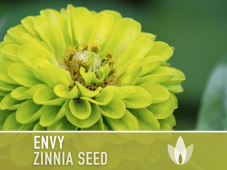 Envy Lime Green Zinnia Seed | 100+ Seeds, Heirloom Annual Flower, Butterfly Gardens, Cut Flowers, Zinnia elegans zdjęcie 7