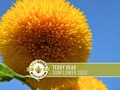 Teddy Bear Sunflower Seeds | 20+ Seeds, Dwarf Heirloom, Container Garden, Non-GMO, Open-Pollinated, Helianthus Annuus