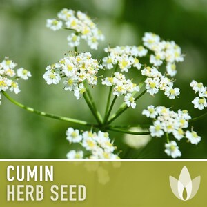 Cumin Herb Heirloom Seeds afbeelding 4