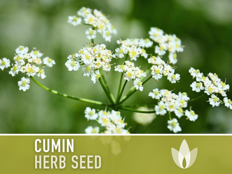 Cumin Herb Heirloom Seeds afbeelding 4