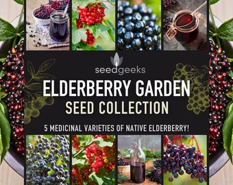May include: An image showcasing an Elderberry Garden Seed Collection. The image features a variety of elderberries, including red and dark purple berries, along with a jar of elderberry juice. The text reads "Elderberry Garden Seed Collection" and "5 Medicinal Varieties of Native Elderberry!"