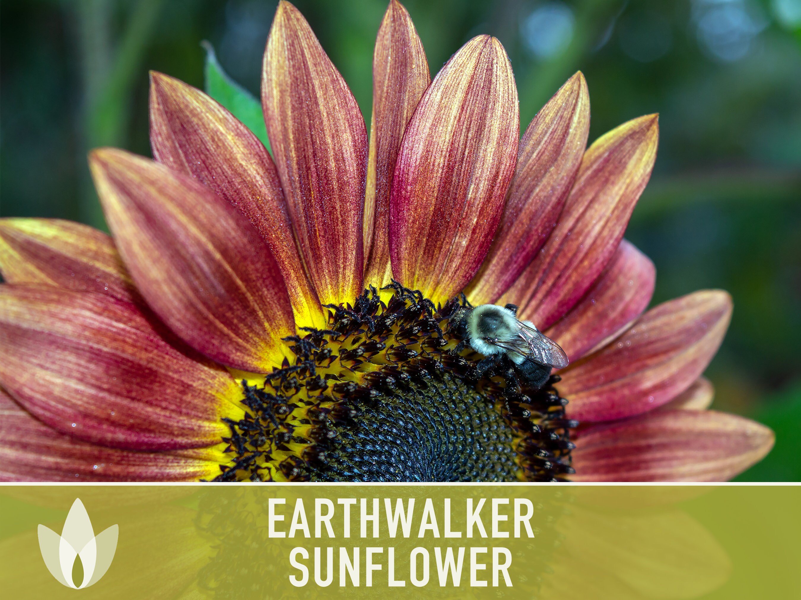 Earth Walker Sunflower Heirloom Seeds - Wildrose Heritage Seed Company