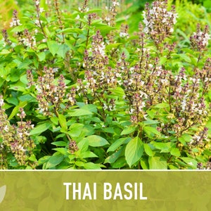 Thai Basil Herb Heirloom Seeds image 8