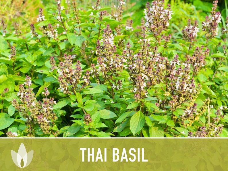 Thai Basil Herb Heirloom Seeds image 8