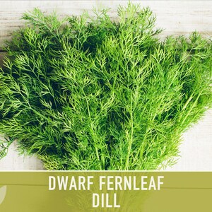 Dwarf Fernleaf Dill Seeds | 40+ Seeds, Heirloom, Culinary & Medicinal Herb, Butterfly Host | Anethum graveolens image 10