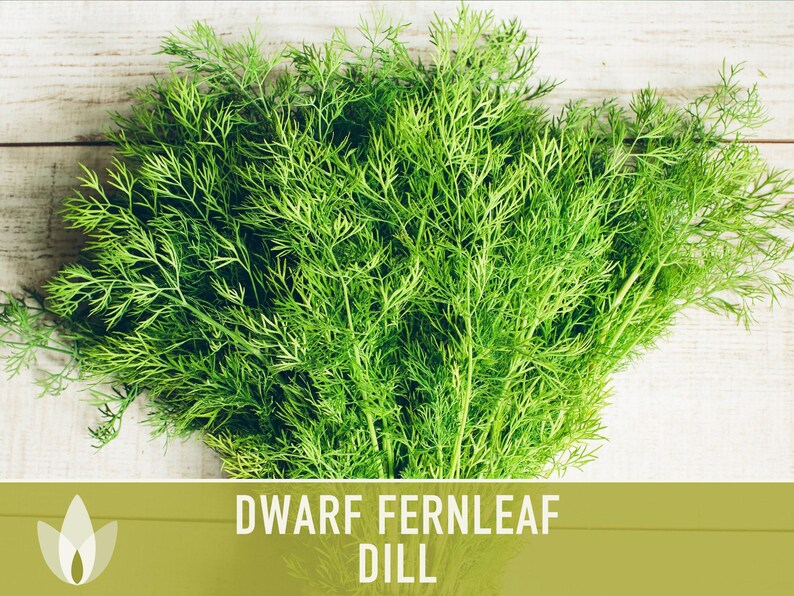 Dwarf Fernleaf Dill Seeds | 40+ Seeds, Heirloom, Culinary & Medicinal Herb, Butterfly Host | Anethum graveolens image 10
