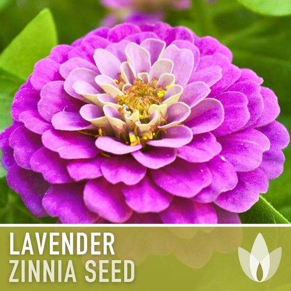 Rare Zinnia Seeds Etsy