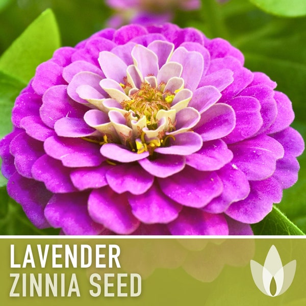 Zinnia, Lavender Heirloom Seeds, Flower Seeds, Purple Flower, Butterfly Garden, Cut flowers, Victorian Garden