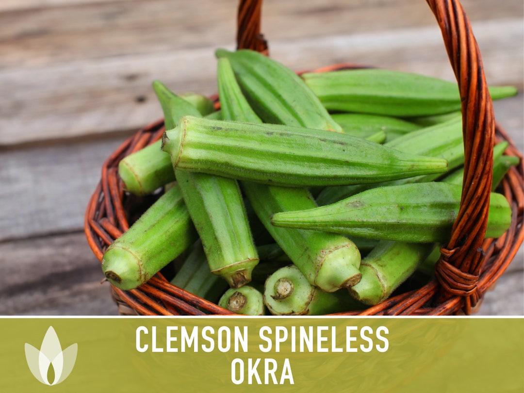 Clemson Spineless Okra Heirloom Seeds Etsy
