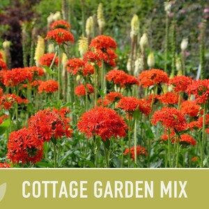 Cottage Garden Wildflower Seed Mix – Heirloom Antique Flowers bild 11
