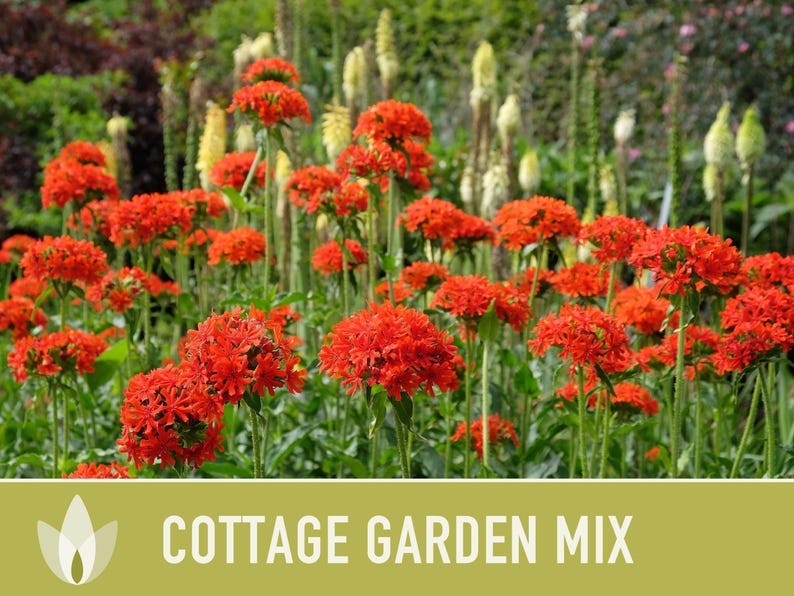 Cottage Garden Wildflower Seed Mix – Heirloom Antique Flowers bild 11