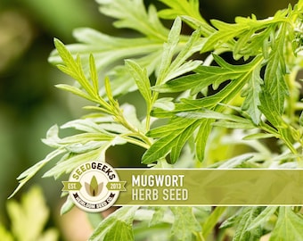 Mugwort Organic Medicinal Herb Seeds, Artemisia Vulgaris, Heirloom, Non-GMO