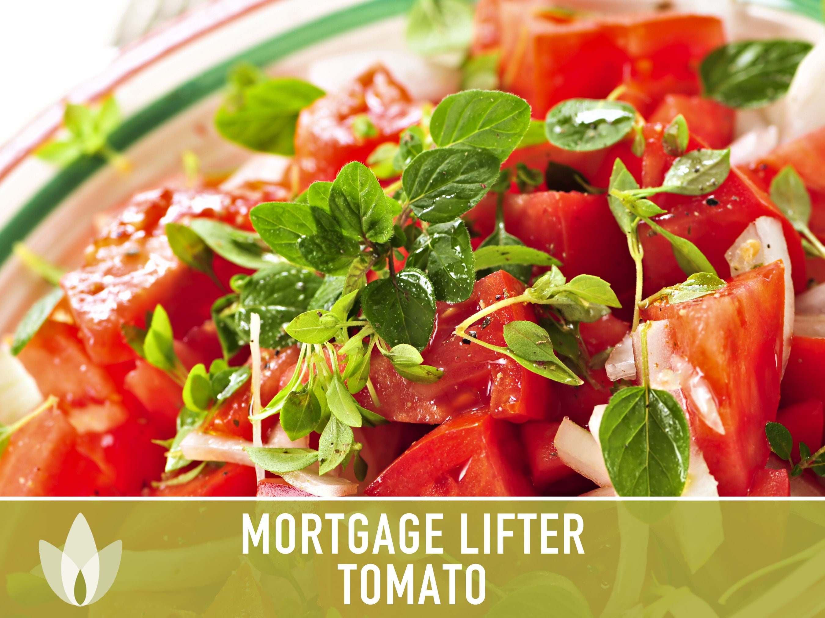 Mortgage Lifter Tomato Seeds Heirloom Seeds Beefsteak Etsy